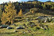 33 In decisa salita tra larici colorati d'autunno